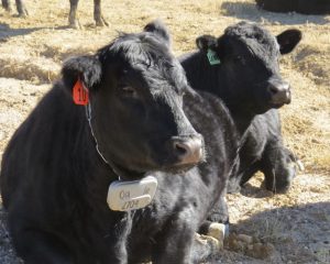 Cows with virtual fence devices