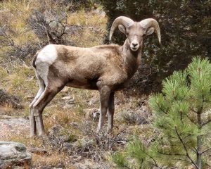 Big Horn sheep