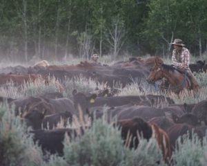 Cowboys working a herd